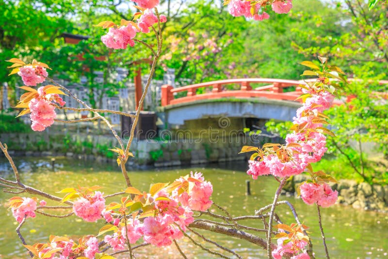 Branches of cherry blossom during Hanami on foreground in Kamakura, Japan. Red wooden bridge connecting two small lakes called Genpei on blurred background inside Tsurugaoka Hachimangu complex. Branches of cherry blossom during Hanami on foreground in Kamakura, Japan. Red wooden bridge connecting two small lakes called Genpei on blurred background inside Tsurugaoka Hachimangu complex.