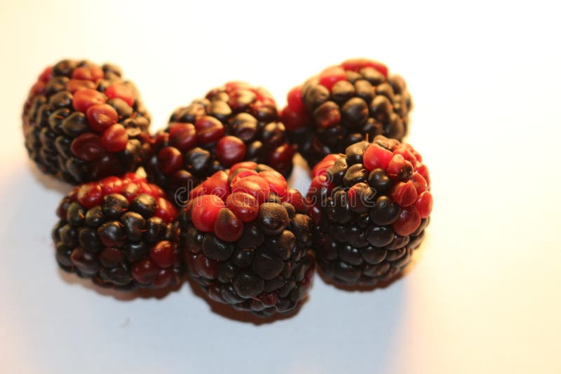 Czernicy odizolowywać które patrzeją soczystymi i dojrzałymi Czernicy są od Rubus genus w Rosaceae rodzinie obrazy royalty free Czernicy odizolowywać które patrzeją soczystymi i dojrzałymi Czernicy są od Rubus genus w Rosaceae rodzinie obrazy royalty free