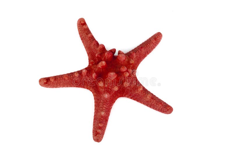 Red sea star isolated on white background. Red sea star isolated on white background