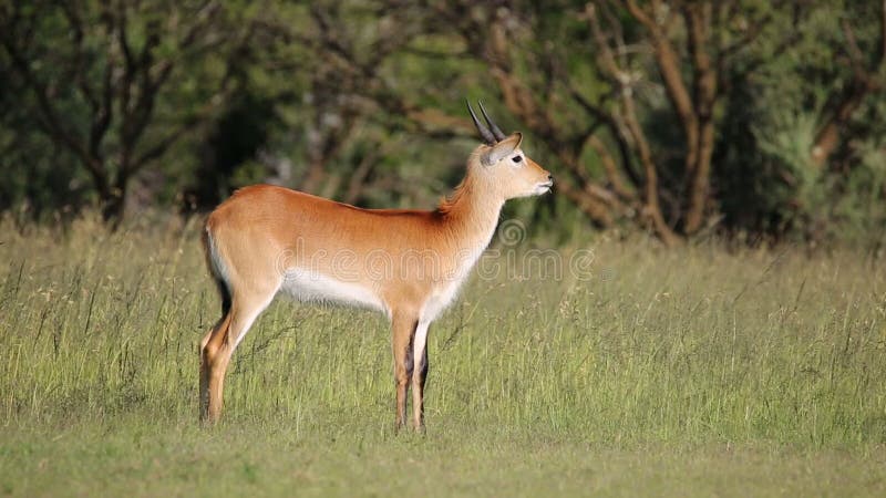 Czerwona lechwe antylopa