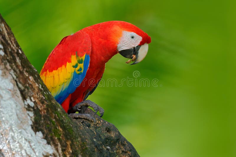 Czerwona papuga w gniazdowej dziurze Papuzia Szkarłatna ara, arony Macao w ciemnozielonym tropikalnym lesie, Costa Rica, przyrody