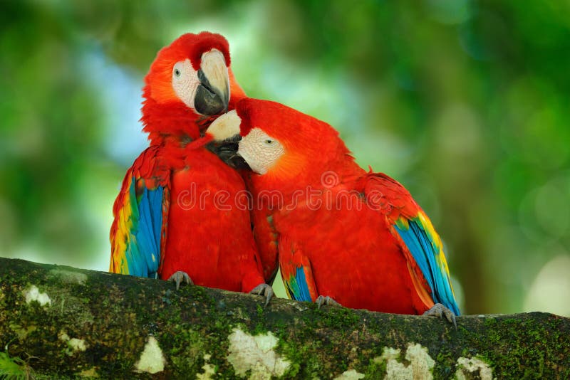 Czerwona ptasia miłość Para duża papuzia Szkarłatna ara, arony Macao, dwa ptaka siedzi na gałąź, Costa rica Przyrody scena miłosn