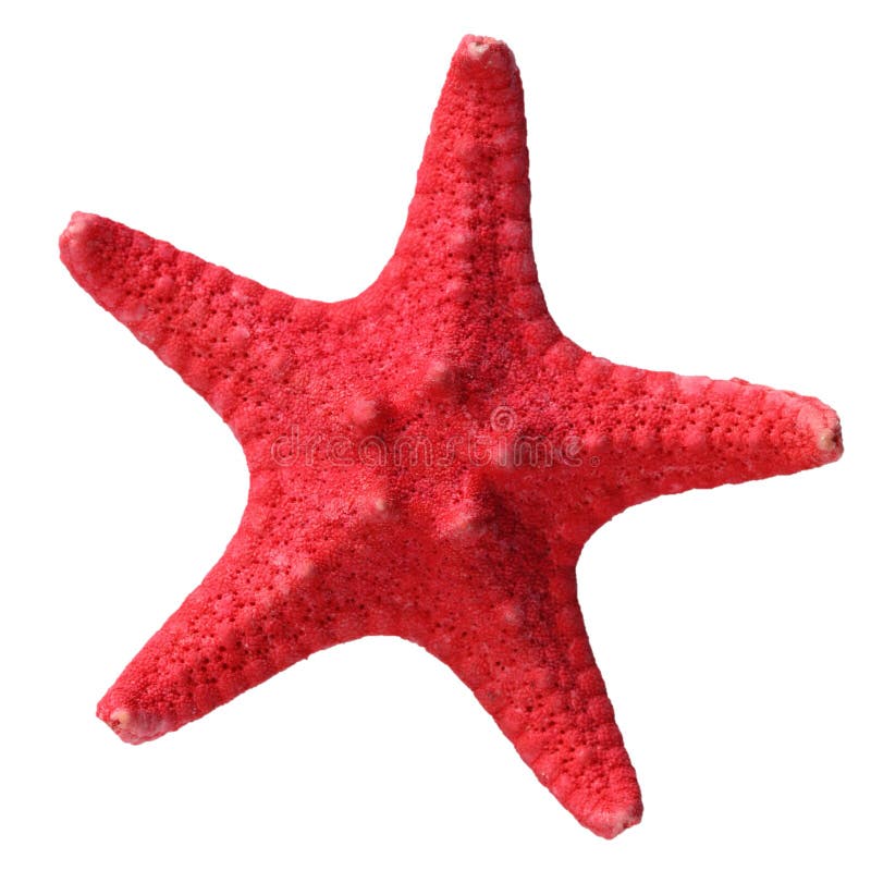 Red starfish isolated on a white background. Red starfish isolated on a white background