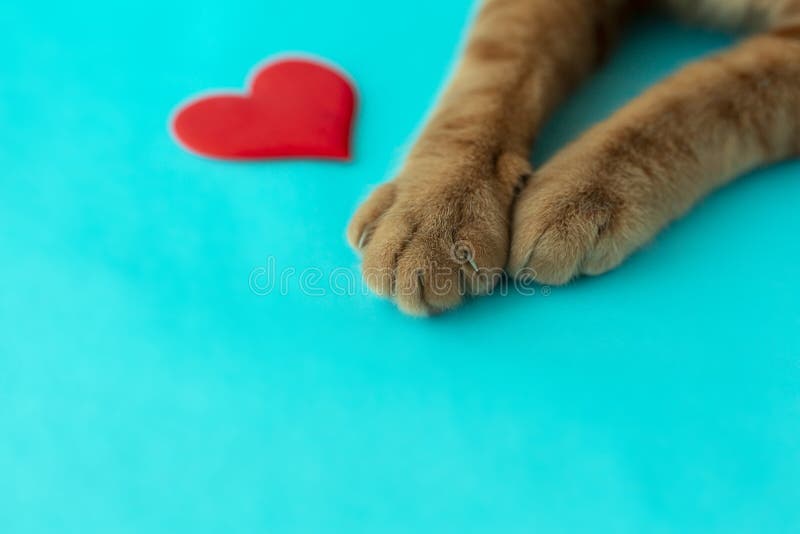 A red cat`s paw with a red heart on a blue background, a symbol of love. A red cat`s paw with a red heart on a blue background, a symbol of love