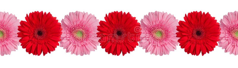 Red and pink gerbera flowers border on white background isolated close up, gerber flower seamless pattern, greeting card decorative frame, floral ornamental line, daisies decoration, design element. Red and pink gerbera flowers border on white background isolated close up, gerber flower seamless pattern, greeting card decorative frame, floral ornamental line, daisies decoration, design element