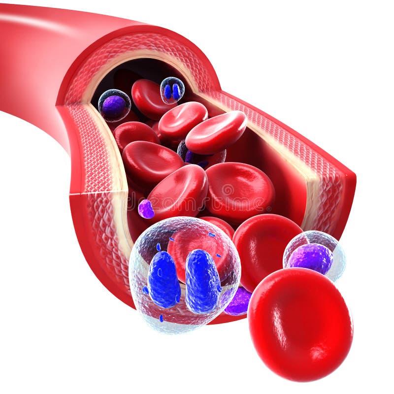 Czerwone komórka krwi target224_1_ przez żyły i arterii