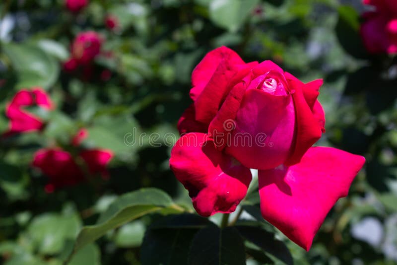 Czerwone kędzierzawe róże Zako?czenie Odizolowywaj?cy na naturalnym tle fotografia stock Czerwone kędzierzawe róże Zako?czenie Odizolowywaj?cy na naturalnym tle fotografia stock