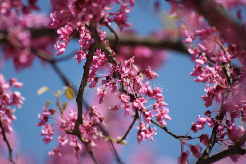 Traditionally, March 1 each year will see new growth and flowering trees in bloom. This year was no exception. The temperatures have been in the 80 all week long prior and are forecast to remain another week before rain sets in. Traditionally, March 1 each year will see new growth and flowering trees in bloom. This year was no exception. The temperatures have been in the 80 all week long prior and are forecast to remain another week before rain sets in.