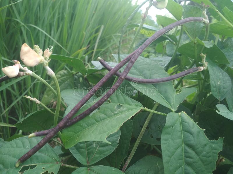 Czerwonego jarda długa bobowa plantacja na śródpolnym agricuture obraz stock Czerwonego jarda długa bobowa plantacja na śródpolnym agricuture obraz stock