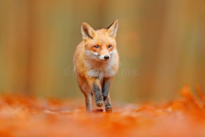 Czerwonego lisa bieg w pomarańczowych jesień liściach Śliczny Czerwony Fox, Vulpes vulpes, spadku lasowy Piękny zwierzę w natury obrazy royalty free Czerwonego lisa bieg w pomarańczowych jesień liściach Śliczny Czerwony Fox, Vulpes vulpes, spadku lasowy Piękny zwierzę w natury obrazy royalty free