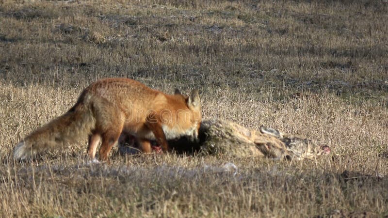 Czerwonego lisa Vulpes łasowania roe rogacza nieżywy carrion na wiosny polu