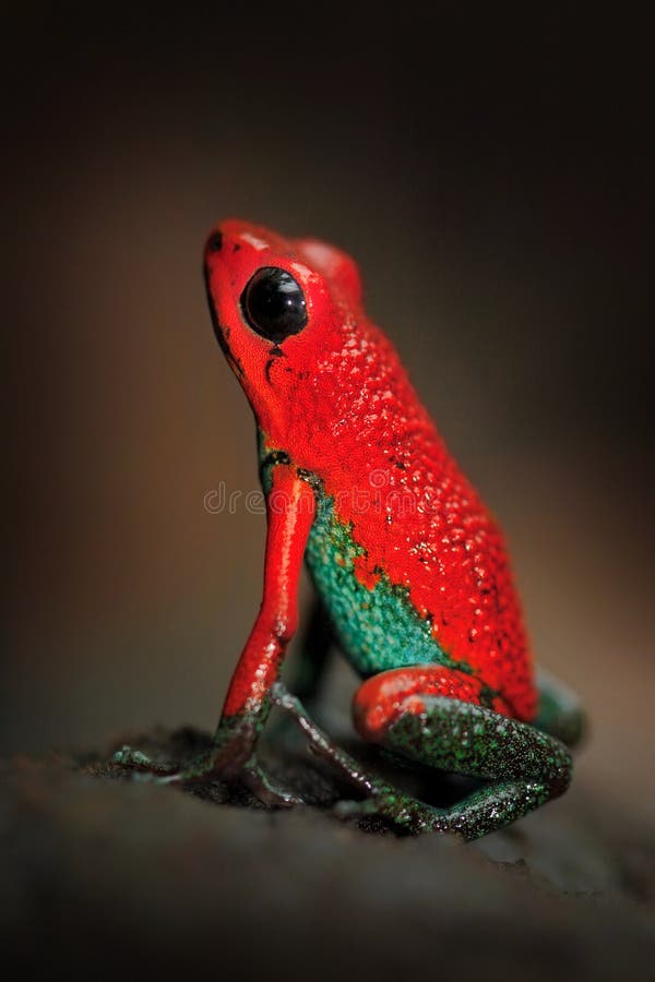 Czerwonego Poisson żaby Granulacyjnego jadu strzałkowata żaba, Dendrobates granuliferus w natury siedlisku, Costa Rica Piękny egz obrazy royalty free Czerwonego Poisson żaby Granulacyjnego jadu strzałkowata żaba, Dendrobates granuliferus w natury siedlisku, Costa Rica Piękny egz obrazy royalty free