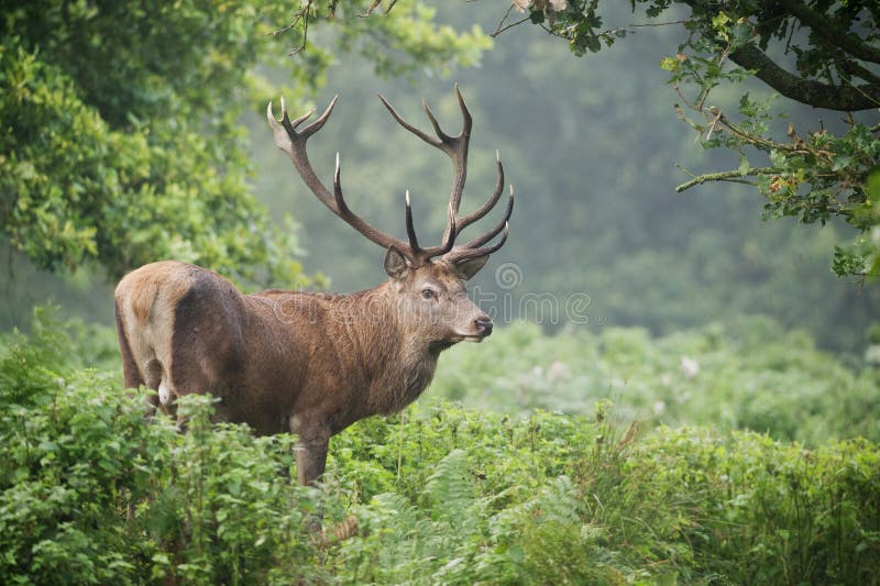 Czerwonego rogacza jeleń (Cervus elaphus) zdjęcia royalty free