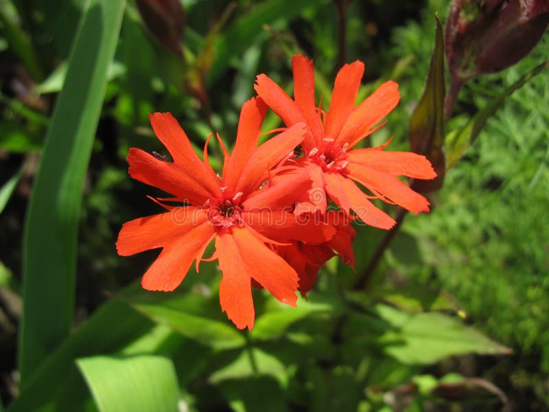 Red campion flower (Lychnis haageana, molten lava) against green grass background. Red campion flower (Lychnis haageana, molten lava) against green grass background