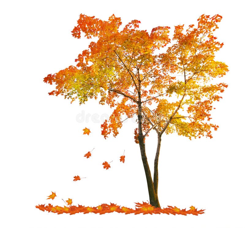 Czerwonej jesieni klonowy drzewo z spada liśćmi