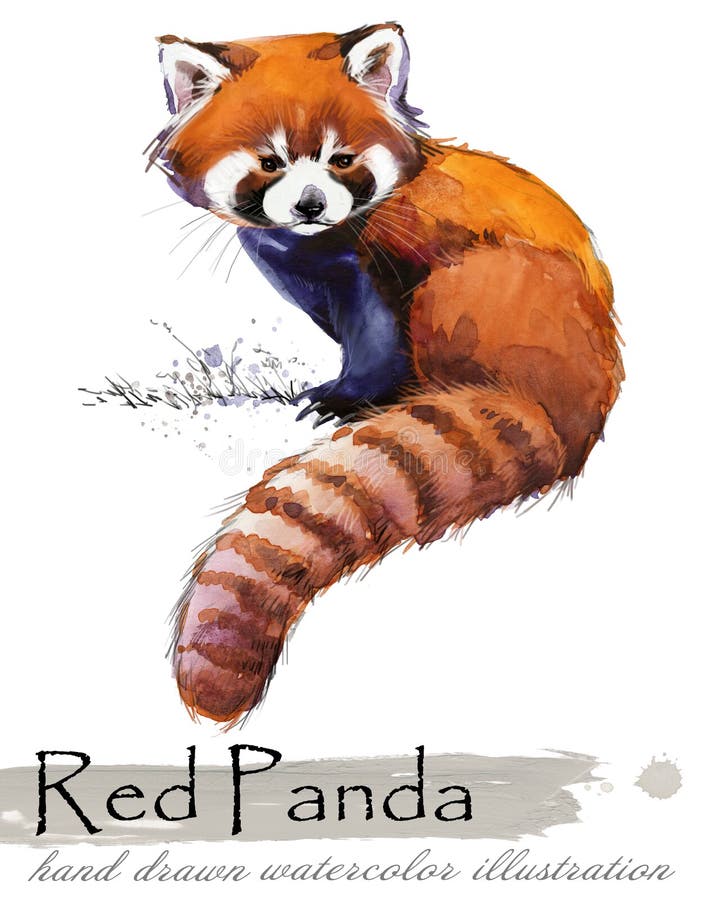 Czerwonej pandy akwareli ręka rysująca ilustracja