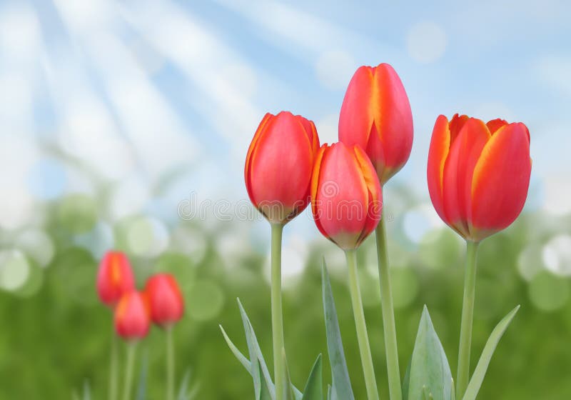 Czerwoni pomarańczowi i żółci tulipany z abstrakcjonistycznym pogodnym bokeh tłem zdjęcie royalty free Czerwoni pomarańczowi i żółci tulipany z abstrakcjonistycznym pogodnym bokeh tłem zdjęcie royalty free