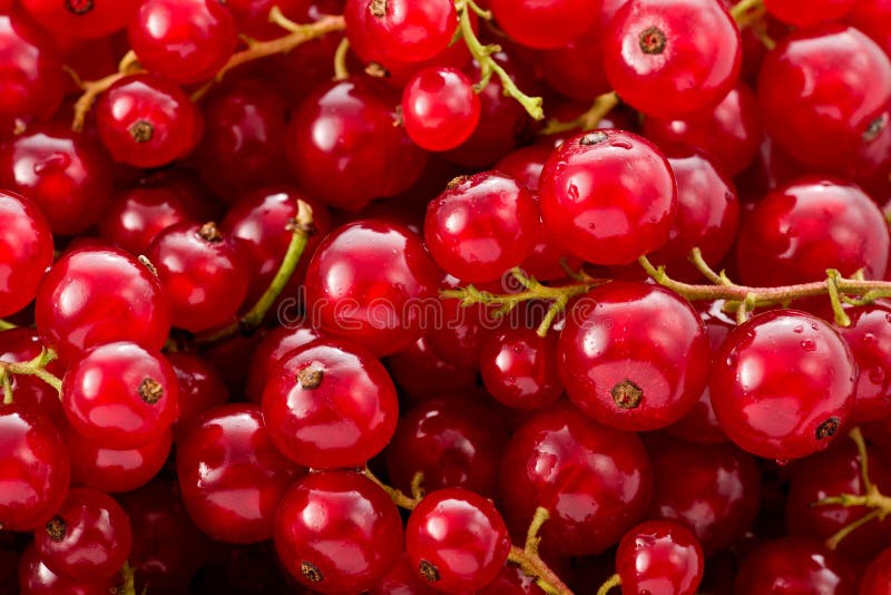 Czerwoni prądy (Ribes rubrum) zdjęcie stock Czerwoni prądy (Ribes rubrum) zdjęcie stock