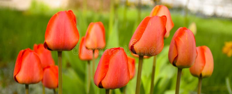 Czerwoni tulipany Na Zielonej tło sztandaru szerokości zdjęcie royalty free Czerwoni tulipany Na Zielonej tło sztandaru szerokości zdjęcie royalty free