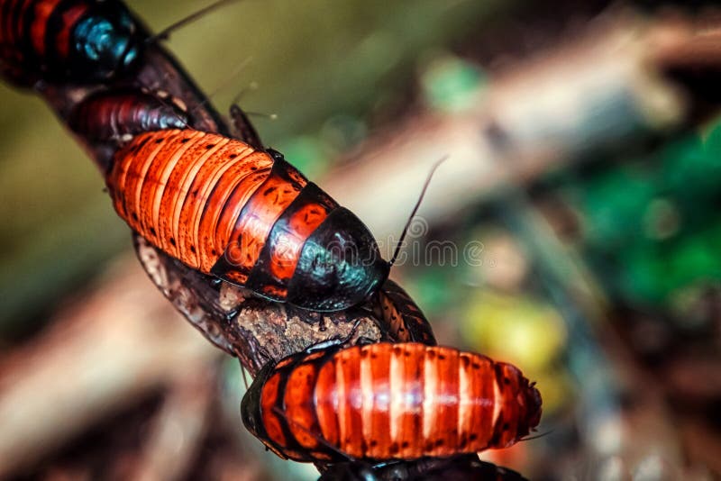 Czerwonobrunatni wielcy Madagascar karakany fotografia stock Czerwonobrunatni wielcy Madagascar karakany fotografia stock
