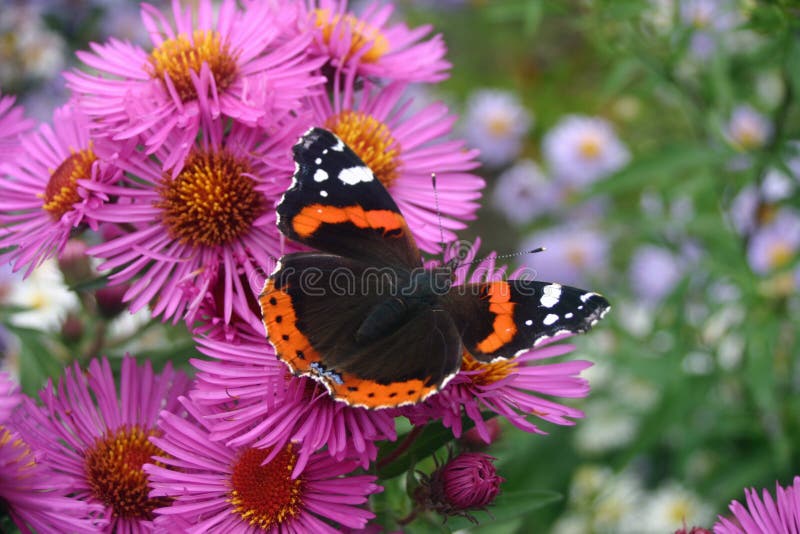 Czerwony Admiral motyl fotografia stock Czerwony Admiral motyl fotografia stock