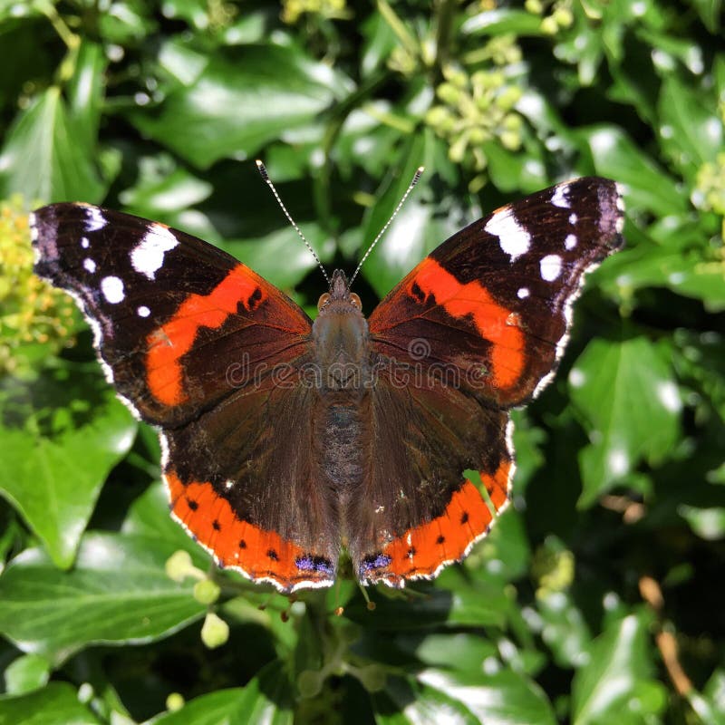 Czerwony Admiral motyl zdjęcie royalty free Czerwony Admiral motyl zdjęcie royalty free