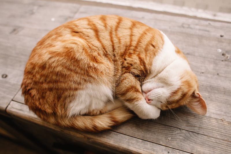 A red and white cat lies curled up on a wooden platform. You can see the cat`s nose. The cat is resting after a night hunt. A red and white cat lies curled up on a wooden platform. You can see the cat`s nose. The cat is resting after a night hunt