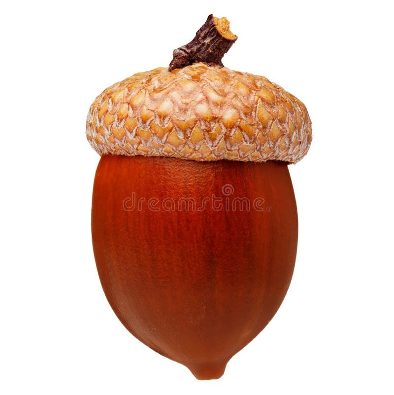 Czerwony dębowy acorn zdjęcie royalty free Czerwony dębowy acorn zdjęcie royalty free