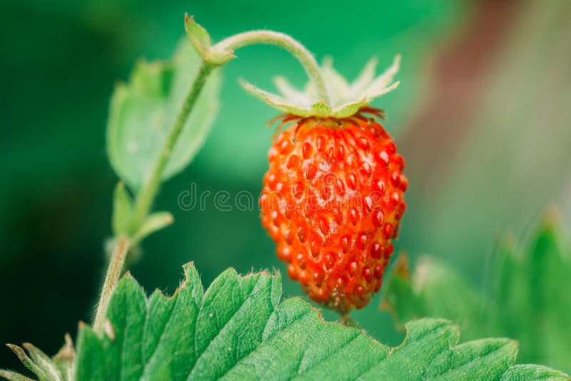 Czerwony fragaria lub dzikie truskawki Narastająca Organicznie Dzika truskawka obrazy royalty free Czerwony fragaria lub dzikie truskawki Narastająca Organicznie Dzika truskawka obrazy royalty free