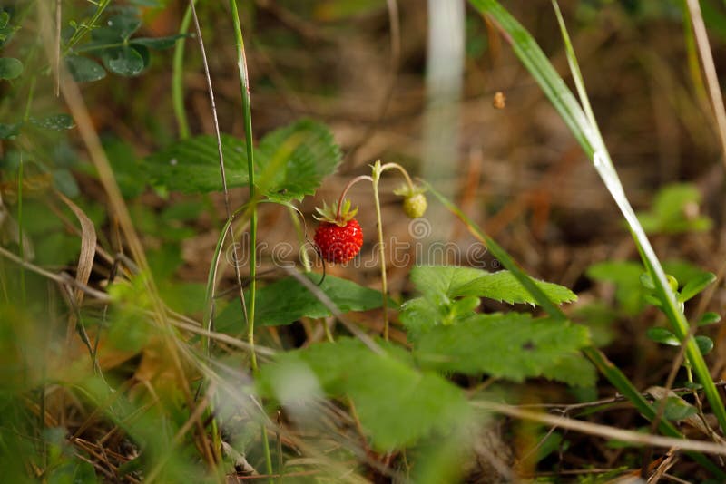 Czerwony fragaria lub dzikie truskawki wiadra krzak?w truskawka dzika Narastaj?ca Organicznie Dzika truskawka Dojrzały jagodowy l zdjęcie stock Czerwony fragaria lub dzikie truskawki wiadra krzak?w truskawka dzika Narastaj?ca Organicznie Dzika truskawka Dojrzały jagodowy l zdjęcie stock