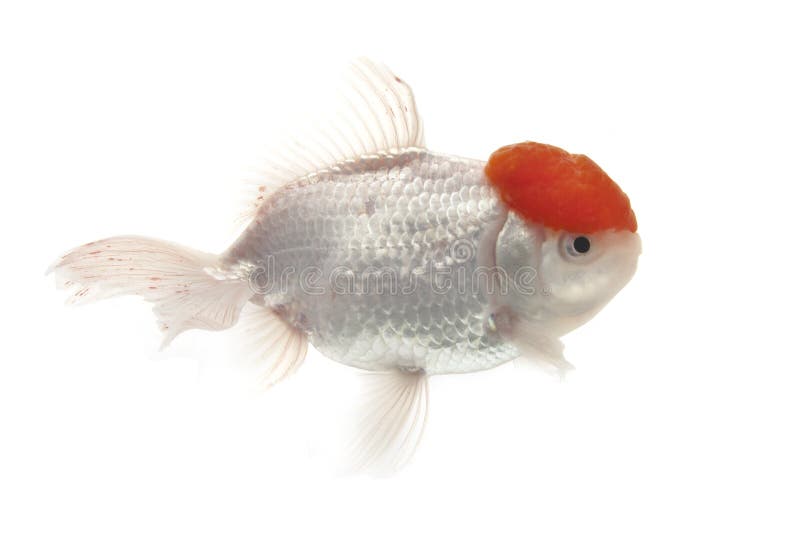 Red and white Goldfish isolated on white background. Red and white Goldfish isolated on white background.