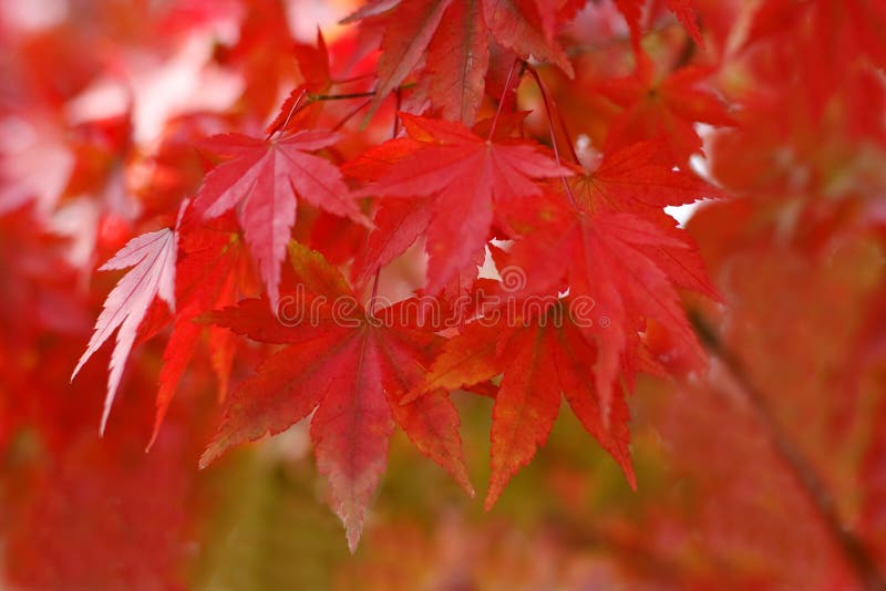 Czerwony jesienią