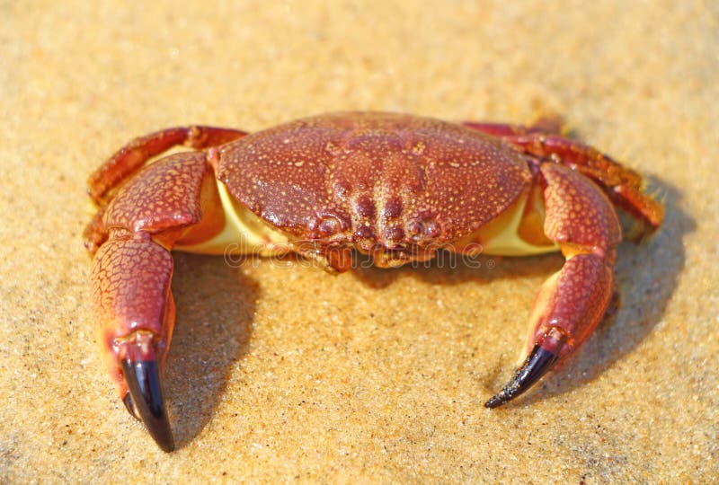 Czerwony krab na żółtym piasku indu zdjęcie stock Czerwony krab na żółtym piasku indu zdjęcie stock