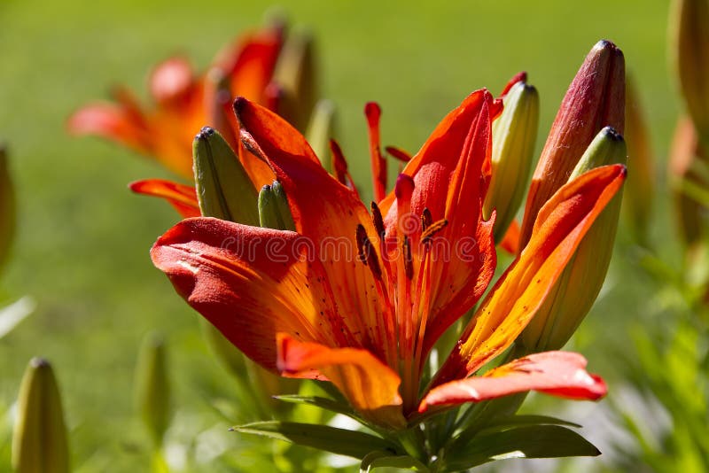 A strong colored flower with some seedcases. A strong colored flower with some seedcases.