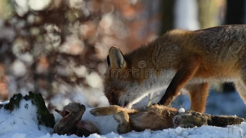 Czerwony lis sępy jedzą hare, którą złapała w lesie
