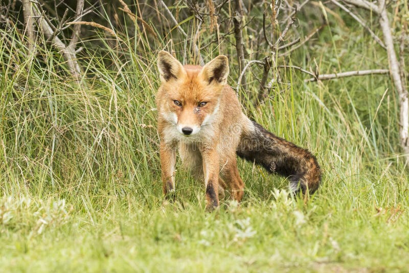 Czerwony lis, Vulpes vulpes Futerkowy ogon zdjęcie stock Czerwony lis, Vulpes vulpes Futerkowy ogon zdjęcie stock