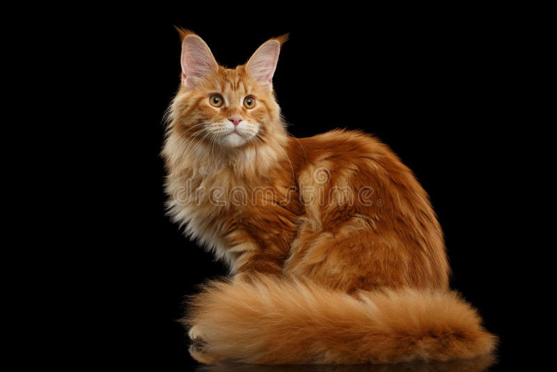 Czerwony Maine Coon kota obsiadanie z Owłosionego ogonu Odosobnionym czernią zdjęcia royalty free