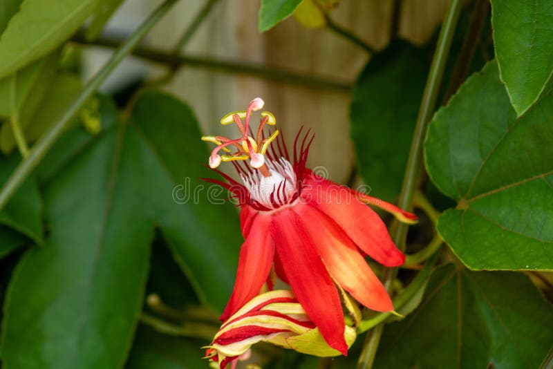 Czerwony passionflower zdjęcie royalty free Czerwony passionflower zdjęcie royalty free