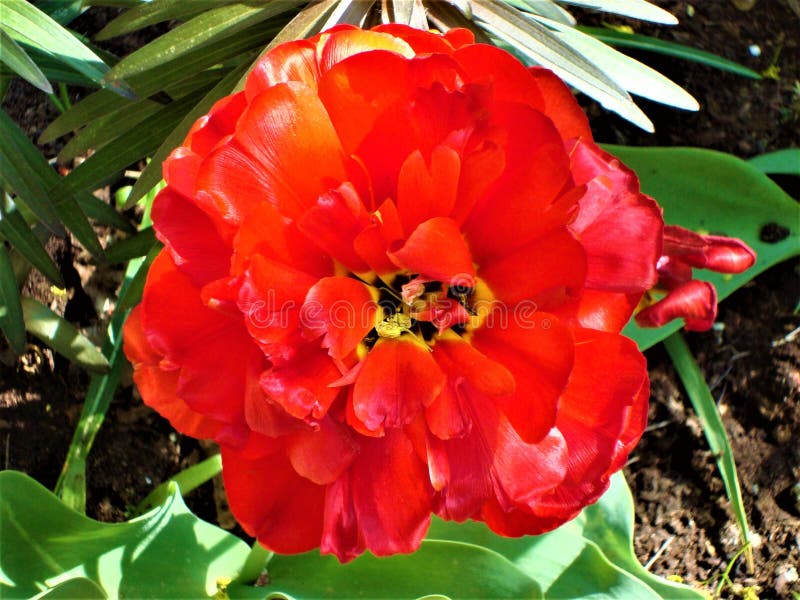 Czerwony peonia tulipan z zielonymi li??mi obraz stock Czerwony peonia tulipan z zielonymi li??mi obraz stock