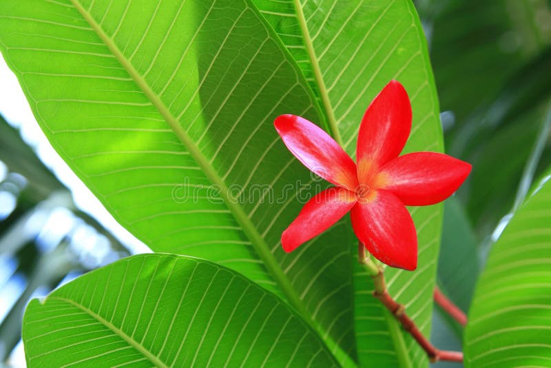 Czerwony plumeria zdjęcie stock Czerwony plumeria zdjęcie stock