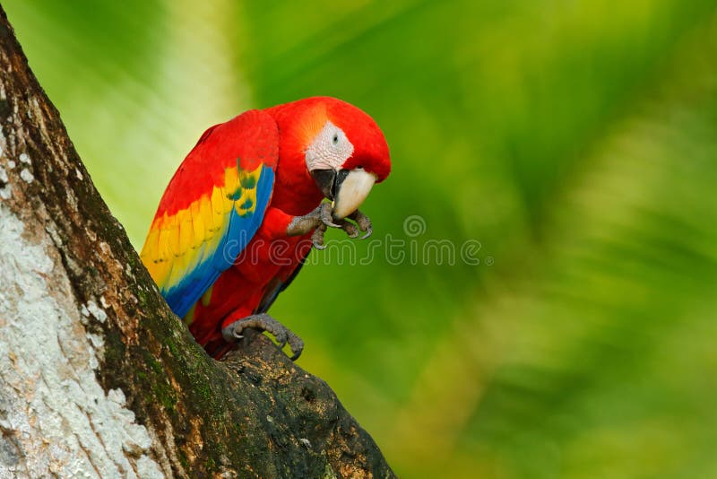 Czerwony ptak w lasowej papudze w zielonym dżungli siedlisku Czerwona papuzia pobliska dziura Papuzia Szkarłatna ara, arony Macao