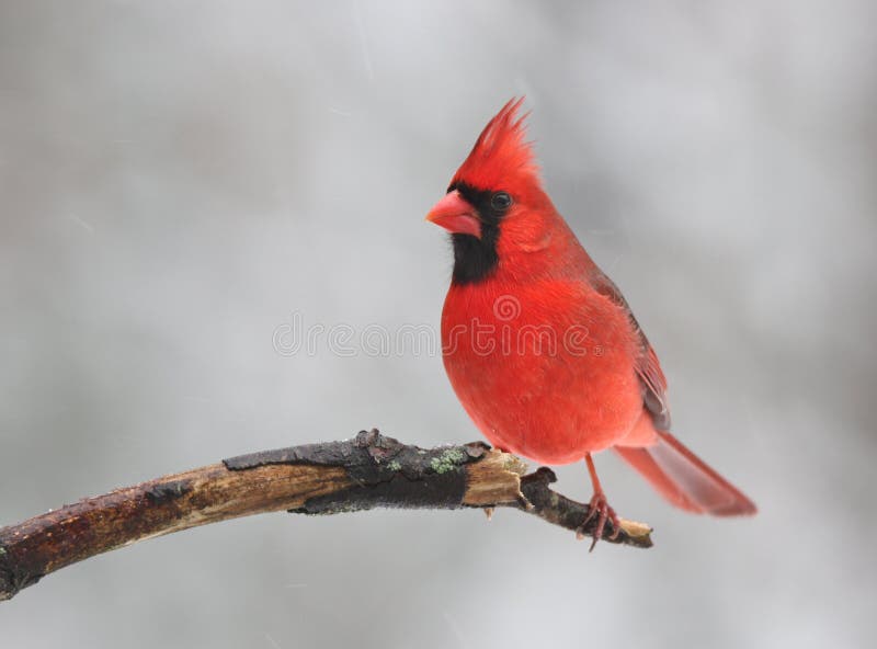 Czerwony ptak w zimie