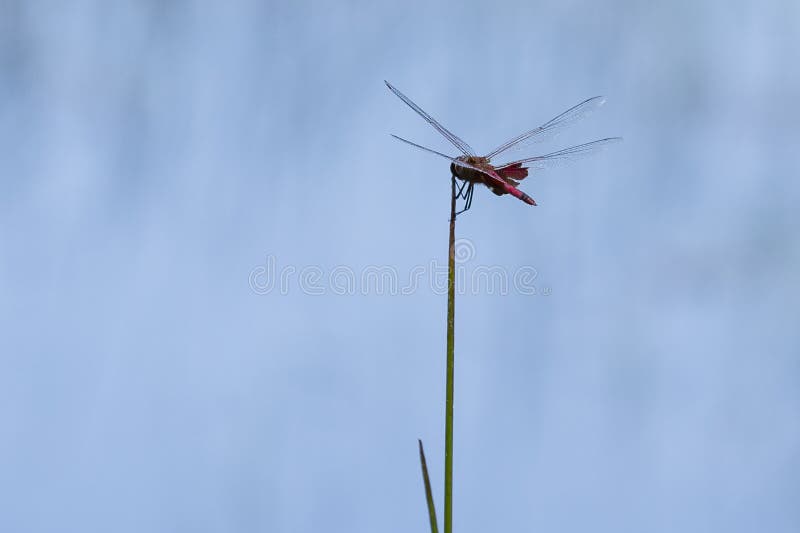 Czerwony Saddlebag Dragonfly, skrzydła Rozprzestrzeniający, Wiesza na płosze obraz stock Czerwony Saddlebag Dragonfly, skrzydła Rozprzestrzeniający, Wiesza na płosze obraz stock