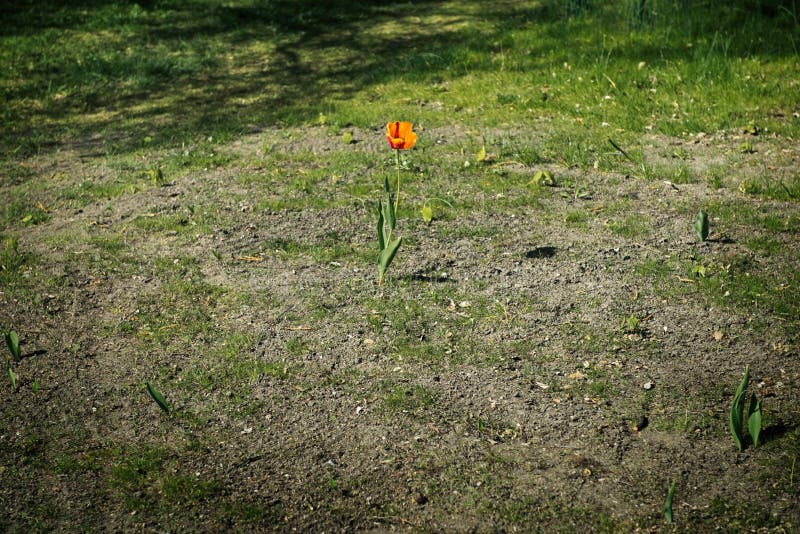 Czerwony Schrenck Tulipa lub tulipanu Tulipa schrenkii w stepie zdjęcie stock Czerwony Schrenck Tulipa lub tulipanu Tulipa schrenkii w stepie zdjęcie stock