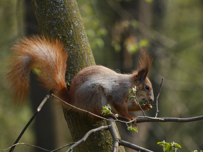 Czerwony squirell na gałąź łasowania dokrętce zdjęcia stock Czerwony squirell na gałąź łasowania dokrętce zdjęcia stock