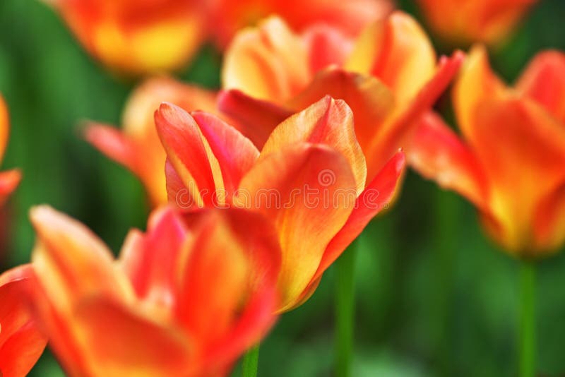 Czerwony tulipan, rozmaito?ci moreli cesarz Kwiat otwieraj?cy w s?o?cu poj?cie wiosna zdjęcia royalty free Czerwony tulipan, rozmaito?ci moreli cesarz Kwiat otwieraj?cy w s?o?cu poj?cie wiosna zdjęcia royalty free