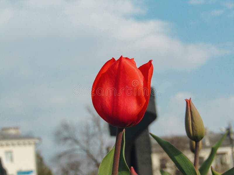Czerwony tulipanowy kwitnienie podczas wiosny obraz stock Czerwony tulipanowy kwitnienie podczas wiosny obraz stock