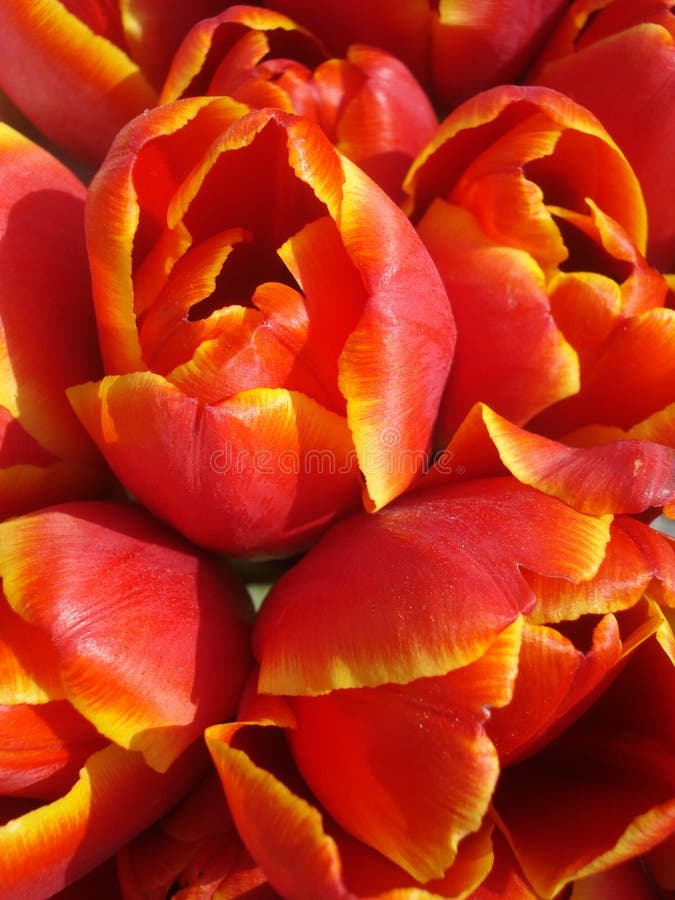 Czerwony tulipanu tło obrazy royalty free Czerwony tulipanu tło obrazy royalty free