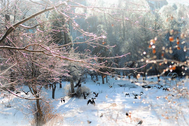 Many black crows flying in the park among ice-covered sparkling tree branches on a sunny winter day. Holiday magic atmosphere. Many black crows flying in the park among ice-covered sparkling tree branches on a sunny winter day. Holiday magic atmosphere