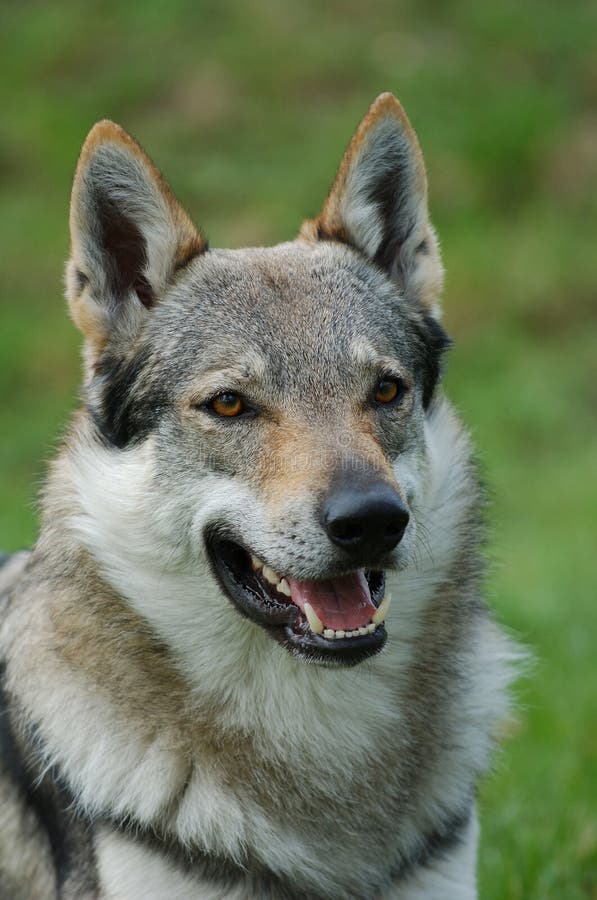 Czeslovakian Wolfdog stock photo. Image of animal, outdoor - 1353440